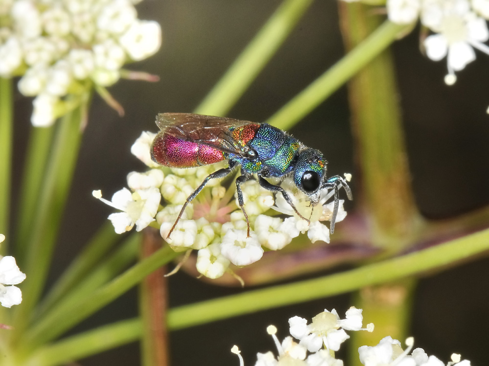 Chrysididae: Chrysis scutellaris